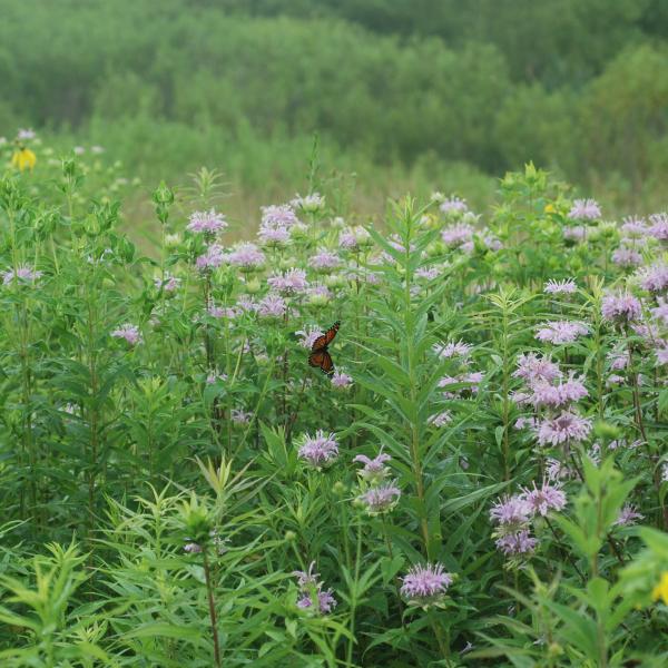 monarch butterfly in flower field