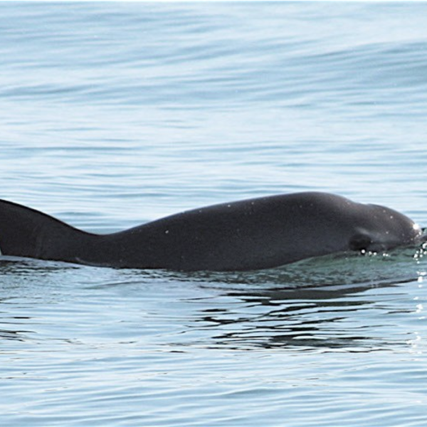 Vaquita