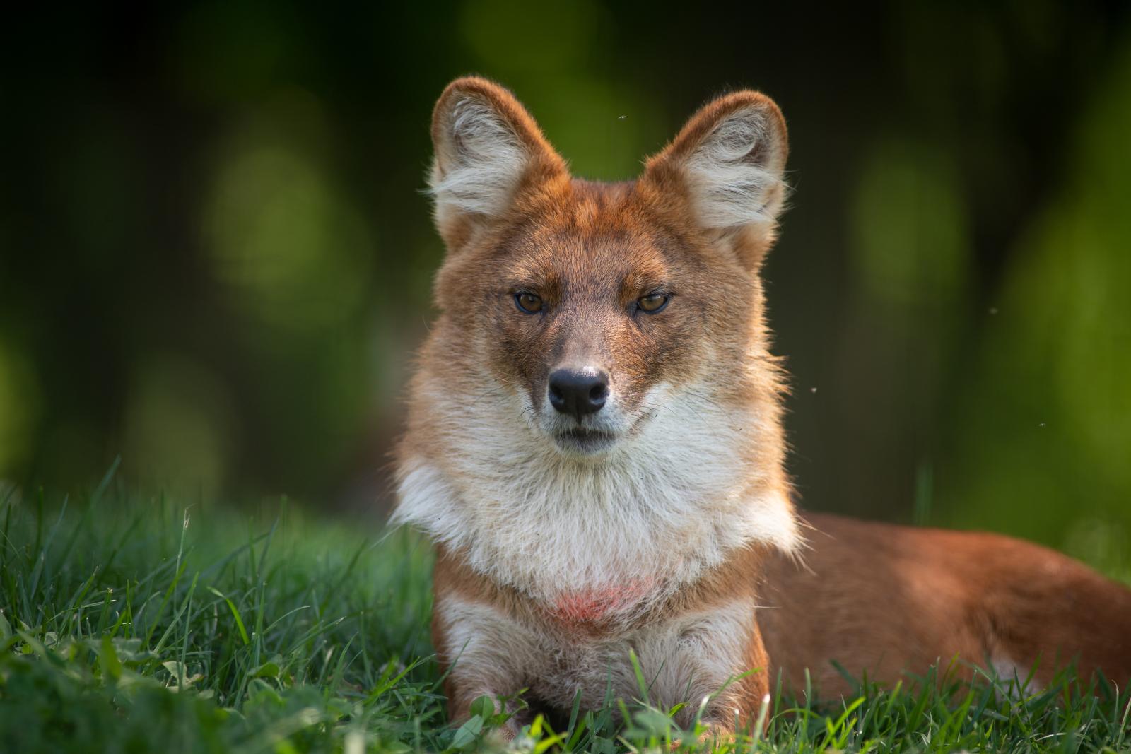 Dhole | The Wilds