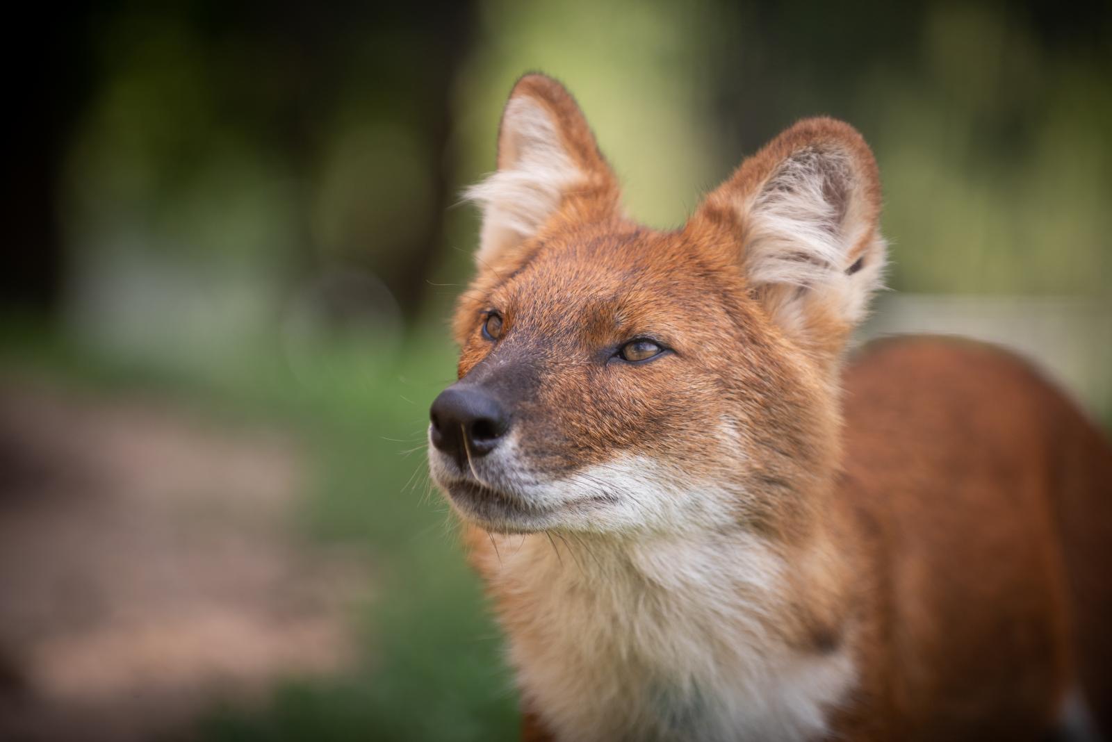 Dhole | The Wilds