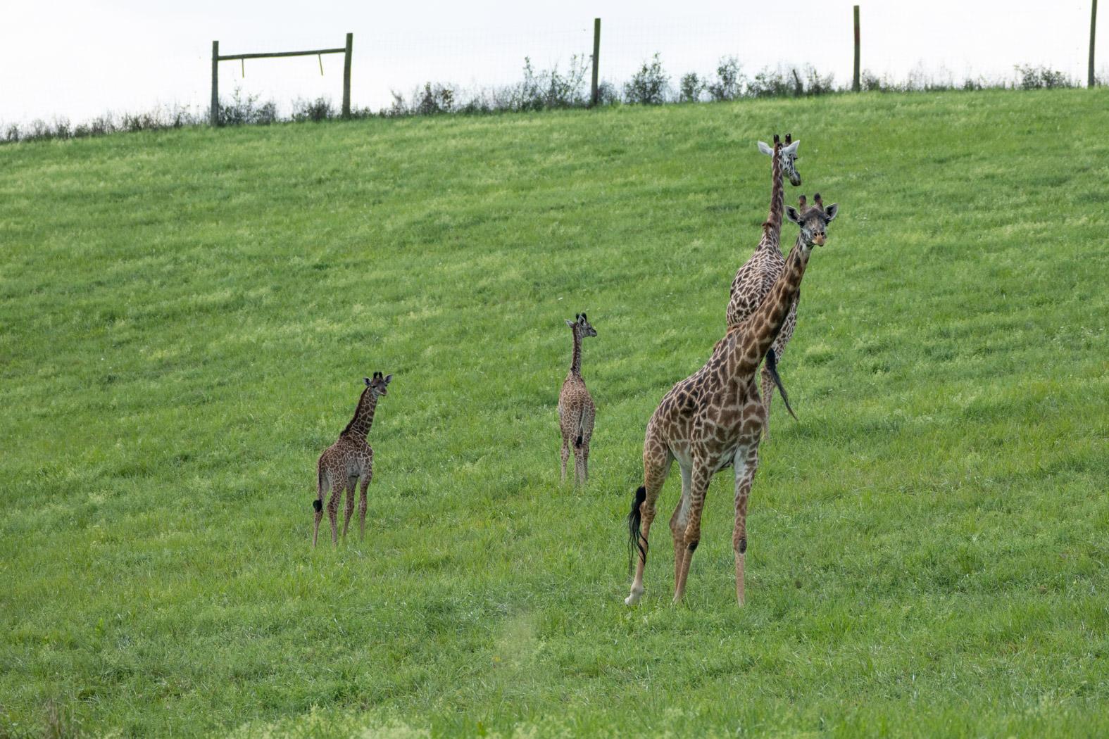 giraffe herd running